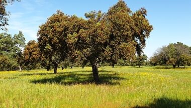 Korkeichen im Alentejo