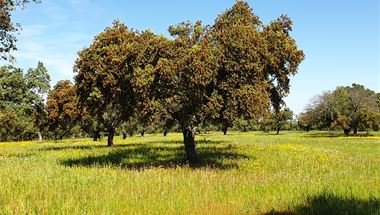  Korkeichen im Alentejo 