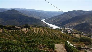 Weinberge im Douro-Tal