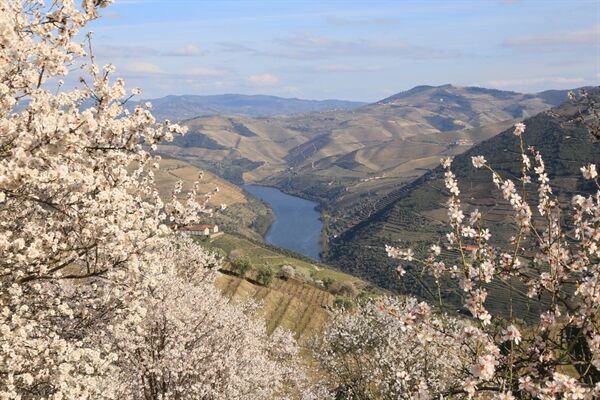 Frühling im Douro-Tal