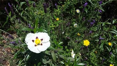 Die bunte Flora am Wegesrand