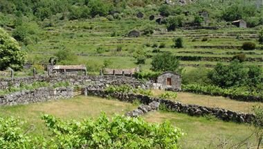 Weinreben Vinho Verde