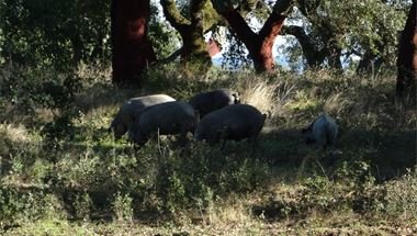 Porco Preto - Iberisches Schwein