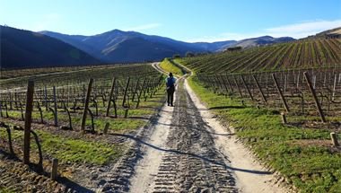 mitten durch die Weinberge