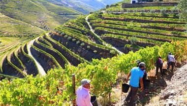 Die Weinernte beginnt