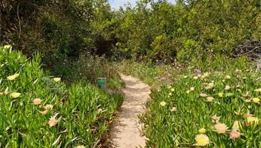 blühende Wegesrände im Frühling