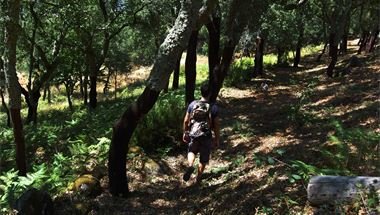 Wandern durch Korkeichenwälder