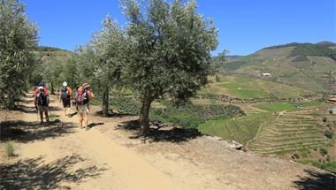 entlang der Weinberge wandern